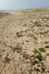 Ipomoea pes-caprae brasiliensis