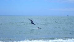 Cephalorhynchus hectori