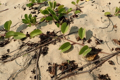 Ipomoea pes-caprae brasiliensis