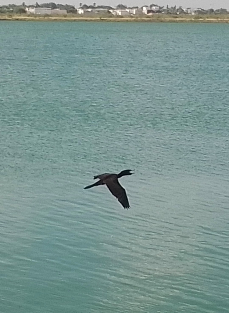 Neotropic Cormorant