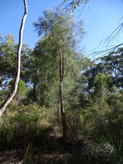 Allocasuarina decaisneana