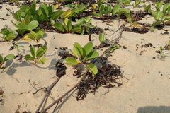 Ipomoea pes-caprae brasiliensis