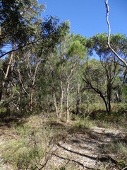 Allocasuarina decaisneana