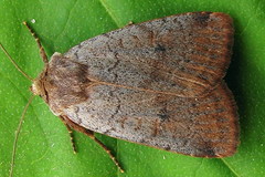 Protolampra sobrina