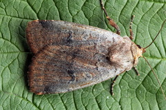 Protolampra sobrina