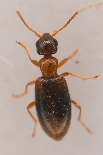 Anthicus bellulus