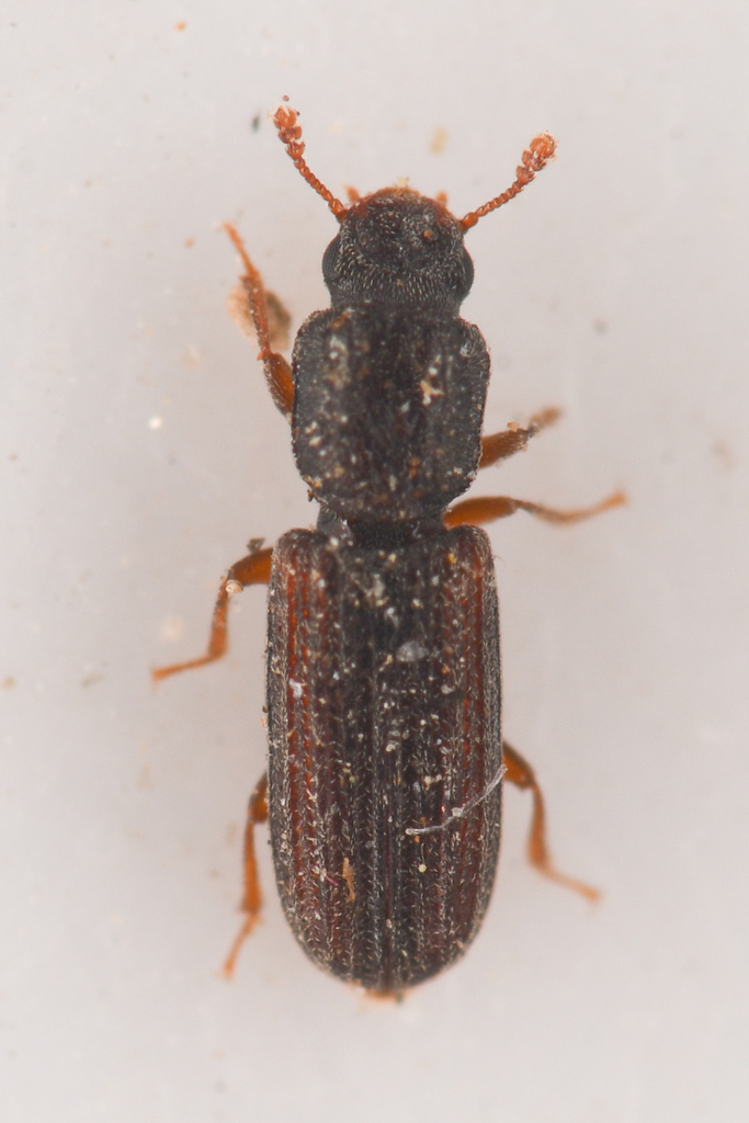 Lasconotus subcostulatus