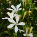 Turraea obtusifolia - Photo (c) qgrobler,  זכויות יוצרים חלקיות (CC BY-NC), הועלה על ידי qgrobler