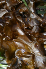 Desmarestia herbacea