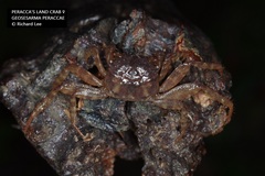 Geosesarma peraccae