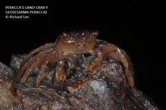 Geosesarma peraccae