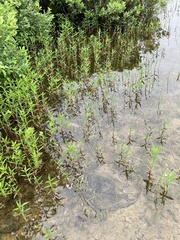 Lobelia dortmanna image