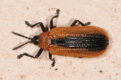 Odontota dorsalis