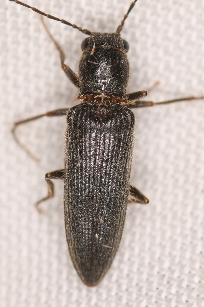 Aphricus californicus
