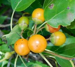 Cordia caffra