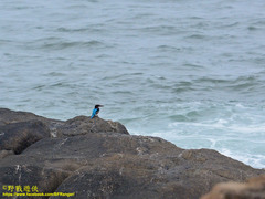 Halcyon smyrnensis fusca