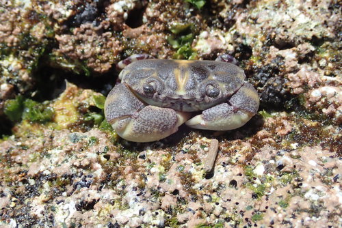 Lydia annulipes