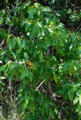 Cordia caffra