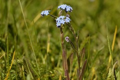 Myosotis imitata