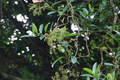 Hydrangea viburnoides