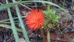 Gomphrena arborescens