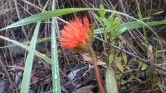 Gomphrena arborescens