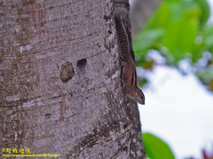 Funambulus palmarum