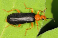 Neopyrochroa flabellata