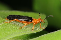 Neopyrochroa flabellata