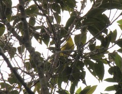 Phylloscopus hainanus