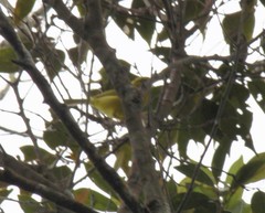 Phylloscopus hainanus