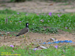 Vanellus indicus lankae