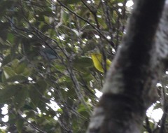 Phylloscopus hainanus