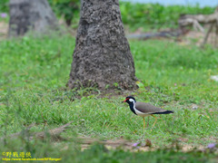 Vanellus indicus lankae
