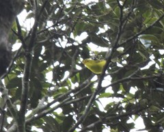 Phylloscopus hainanus