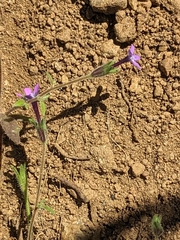 Allophyllum gilioides ssp. gilioides