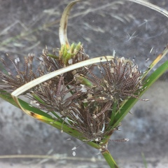 Cyperus eragrostis image