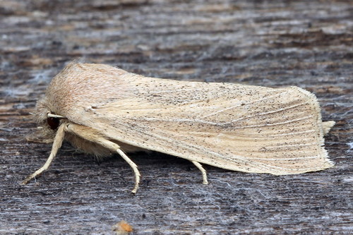 Large Wainscot Moth