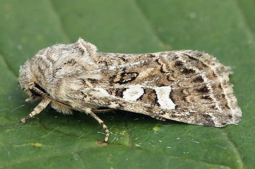 Saragossa siccanorum