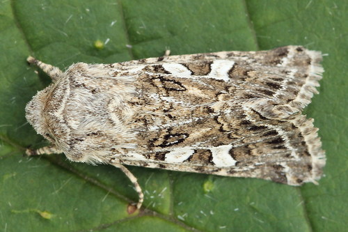 Saragossa siccanorum