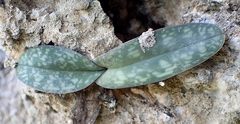 Paphiopedilum niveum