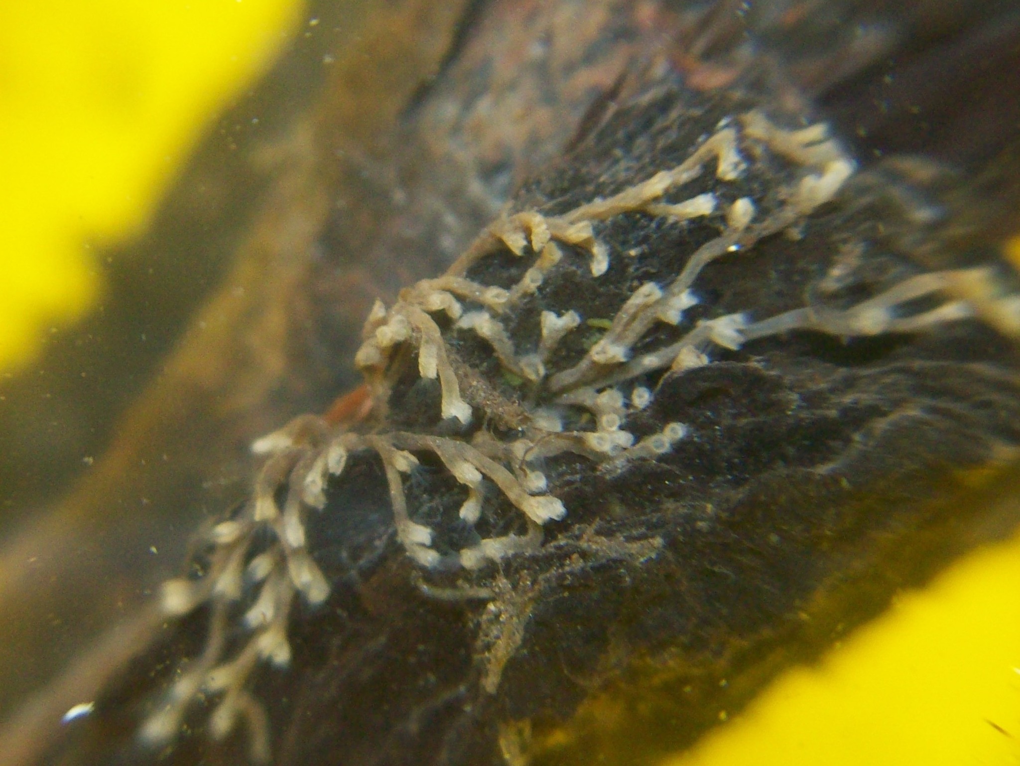 Plumatella repens (Linnaeus, 1758)