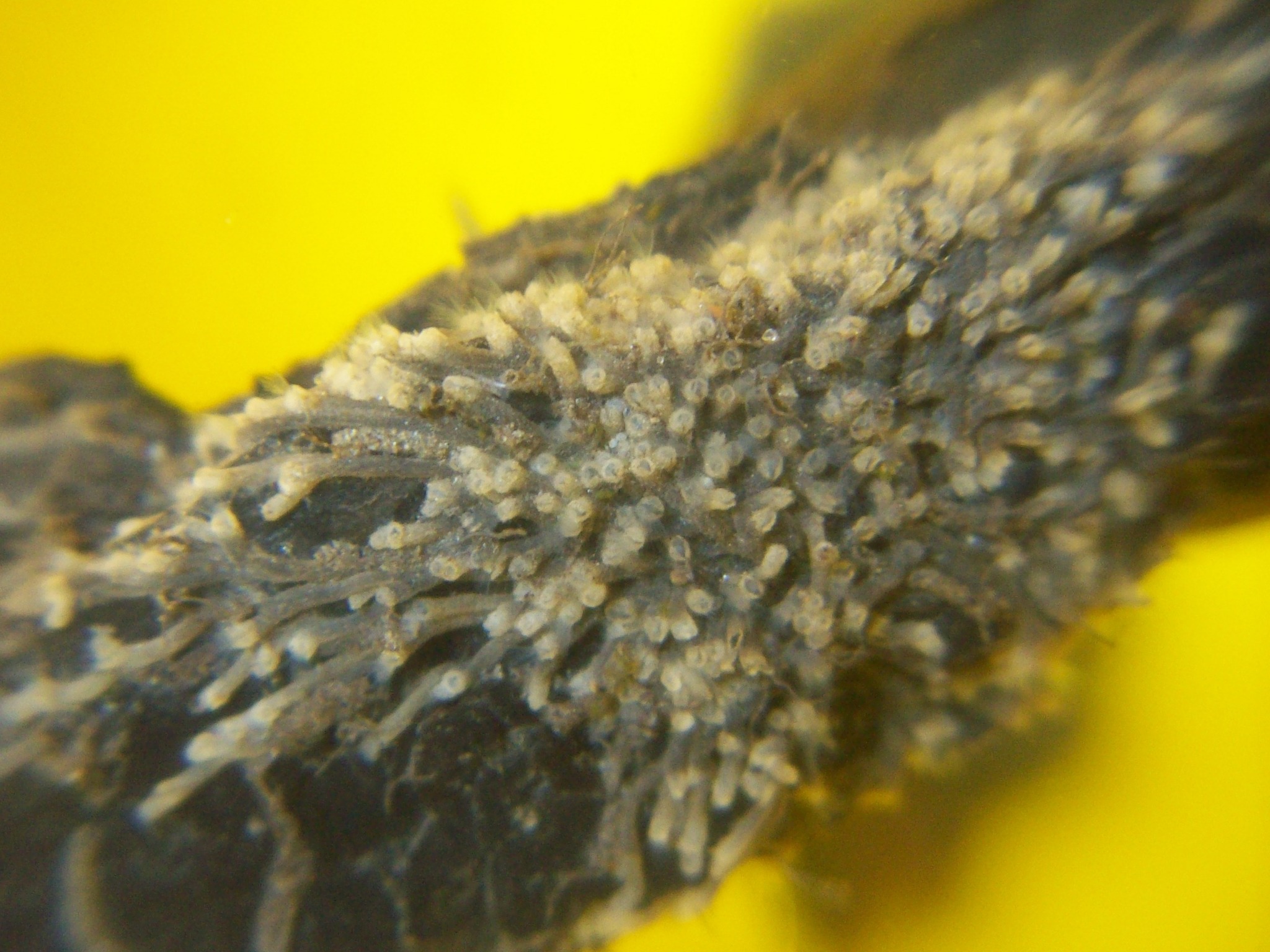 Plumatella repens (Linnaeus, 1758)