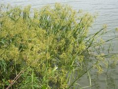 Scirpus radicans