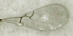 Alloxysta thorpei