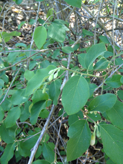Styrax redivivus
