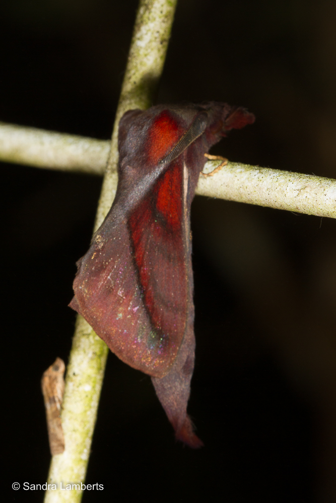 Kunugia drakei