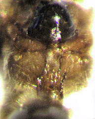 Alloxysta thorpei