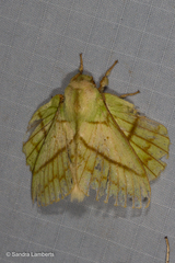 Trabala gautama