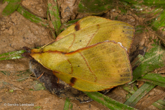 Radhica elisabethae